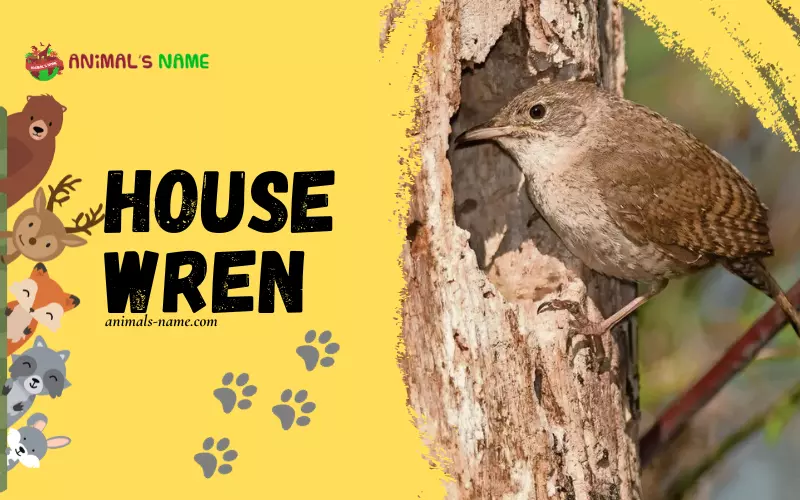 House wren: History, Facts, Size, Habitat, Classification & Much More ...