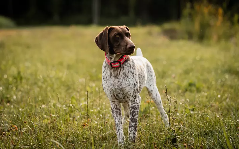 How Did German Shorthaired Pointer Extinct