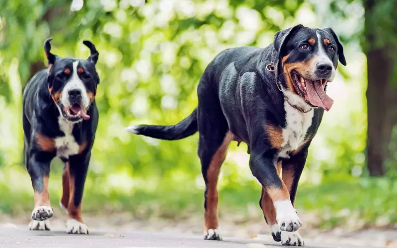 How Did Greater Swiss Mountain Dog Extinct