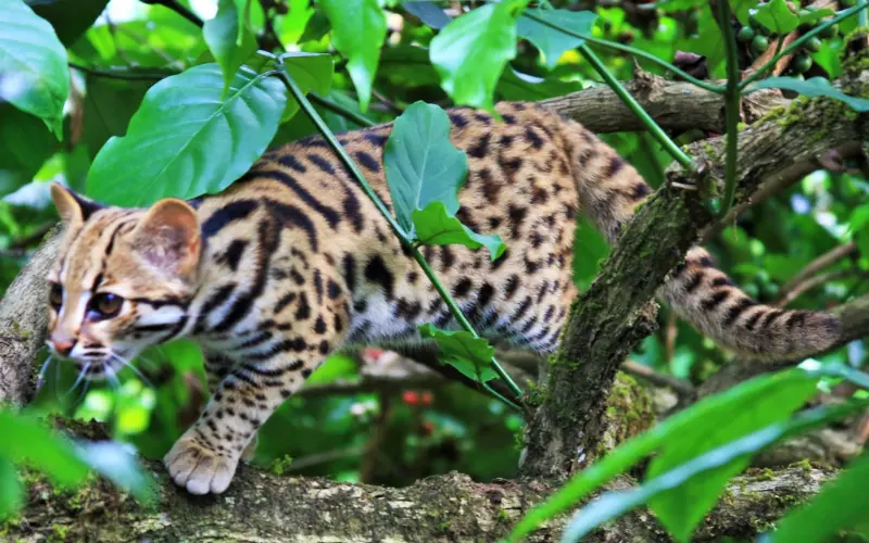 How Did Leopard Cat Extinct