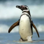 Humboldt Penguin