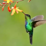 Hummingbird