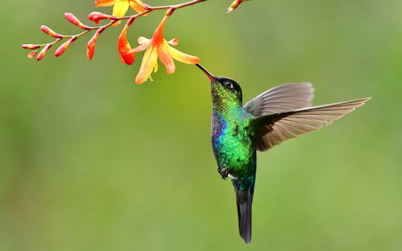 Hummingbird