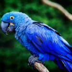 Hyacinth Macaw