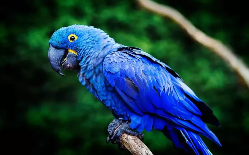 Hyacinth Macaw