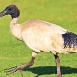 Ibis