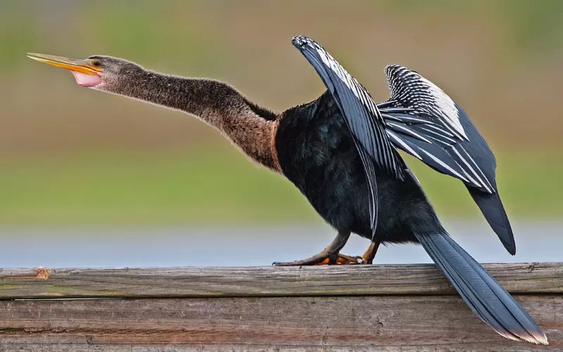 Importance Of Anhinga