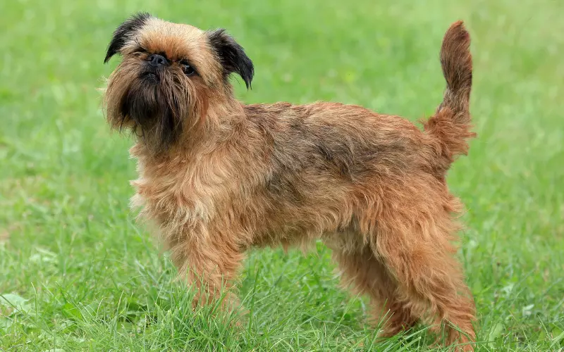 Importance Of Brussels Griffon