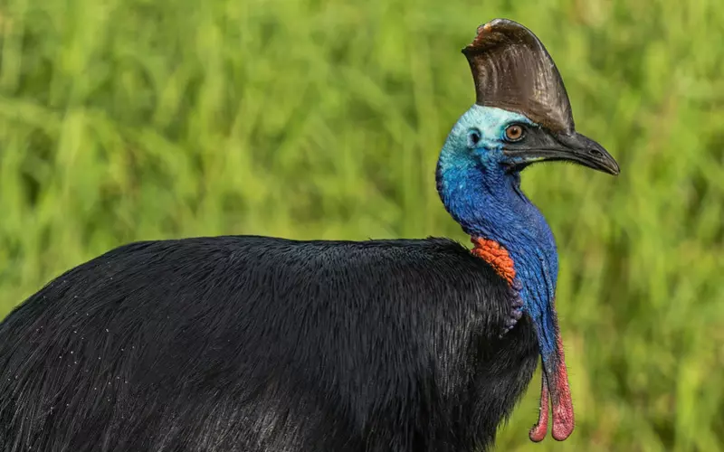 Importance Of Cassowary