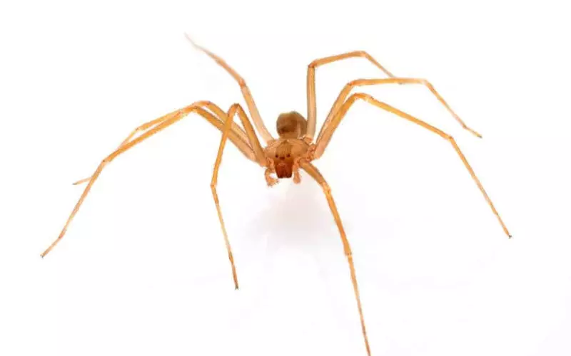 Importance Of Chilean Recluse Spider