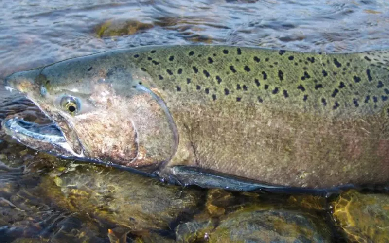 Importance Of Chinook Salmon