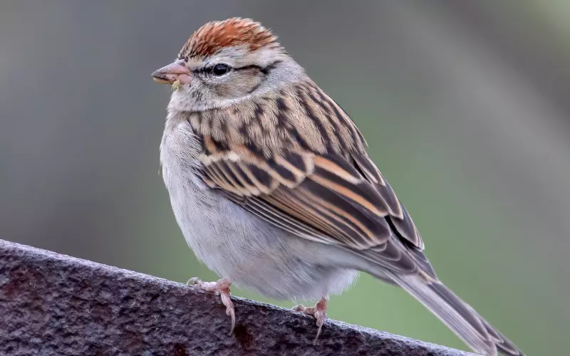 Importance Of Chipping Sparrow