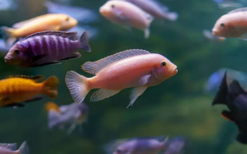 Importance Of Cichlid