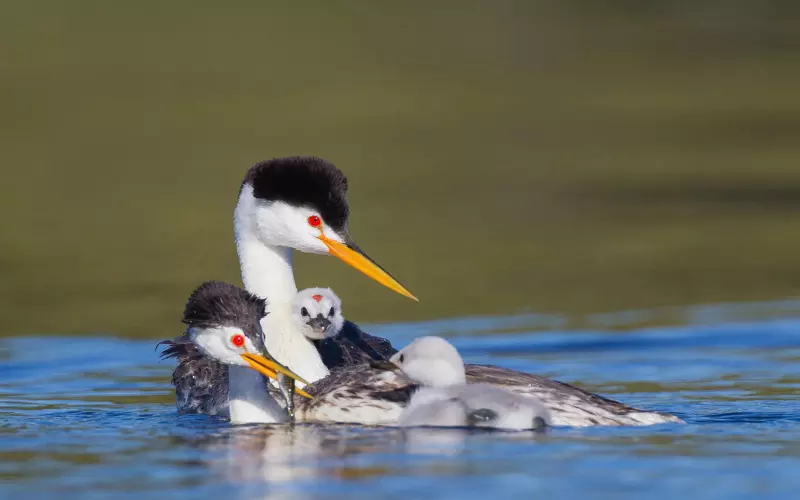 Importance Of Clark’s Grebe