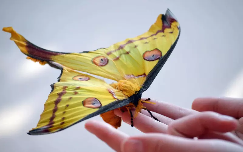 Importance Of Comet Moth