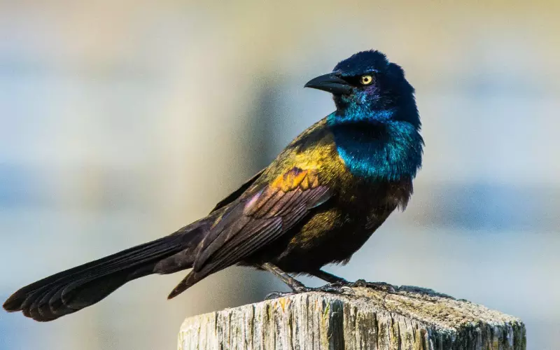 Importance Of Common Grackle