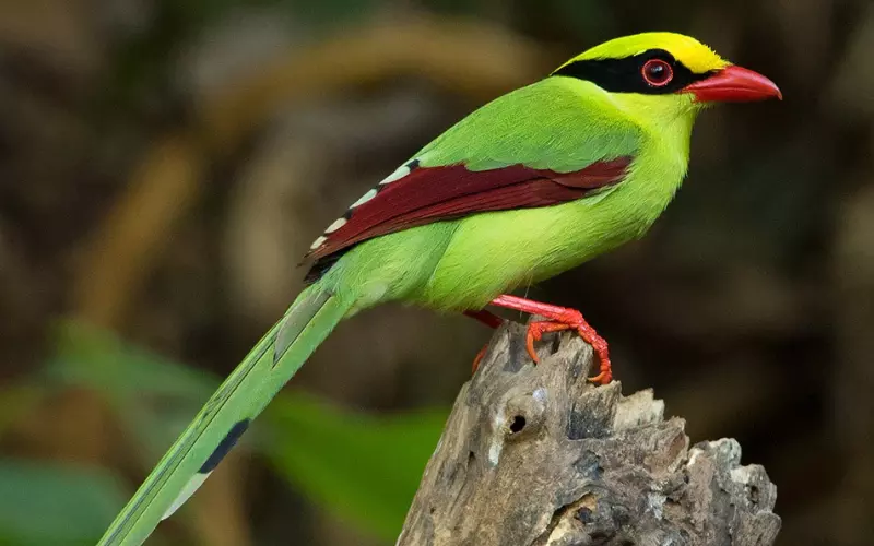 Importance Of Common Green Magpie