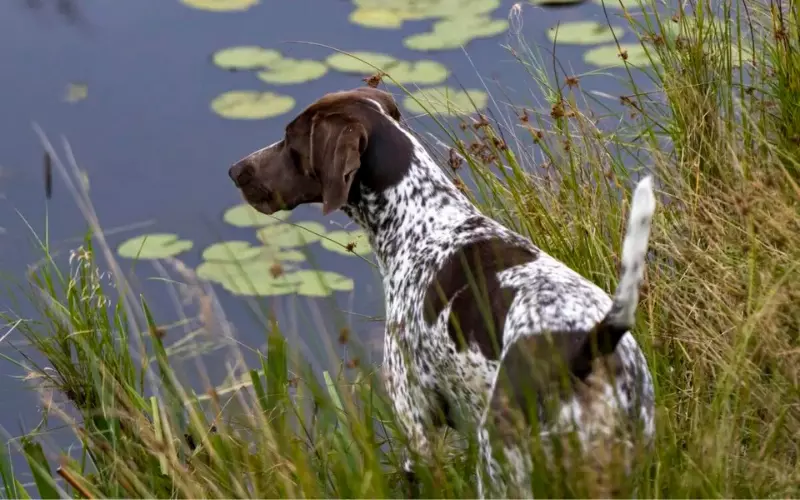 Importance Of German Shorthaired Pointer