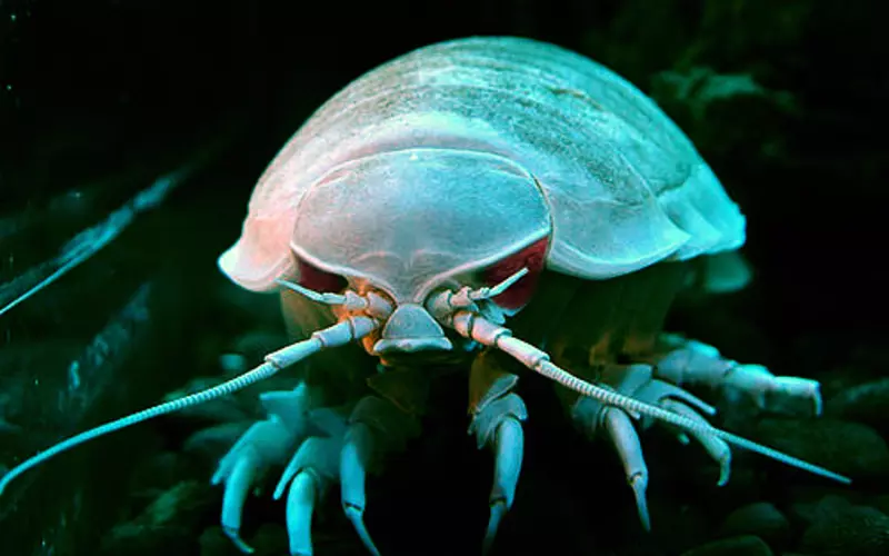 Importance Of Giant Isopod