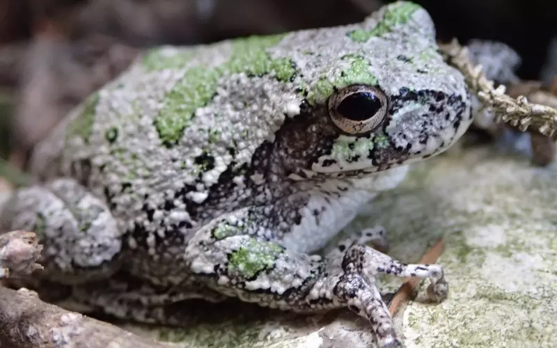 Importance Of Gray Tree Frog