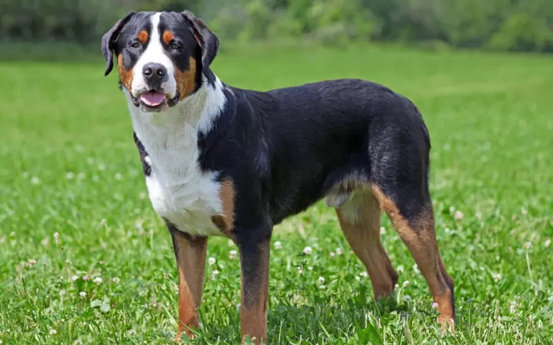 Importance Of Greater Swiss Mountain Dog