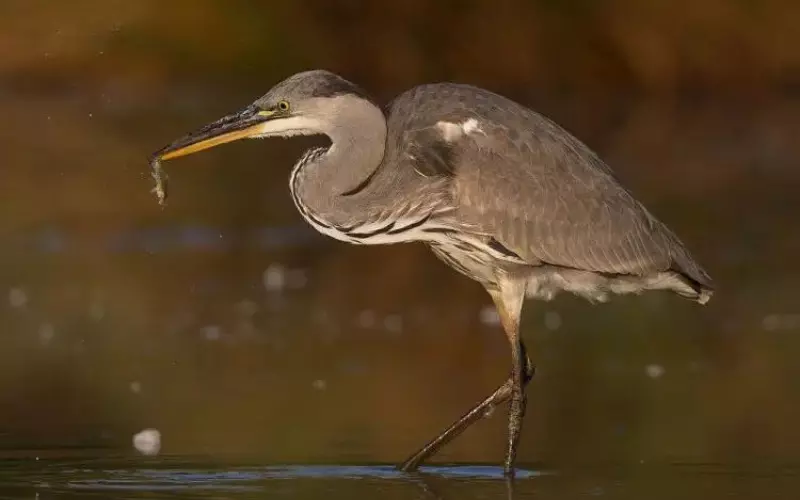 Importance Of Grey Heron