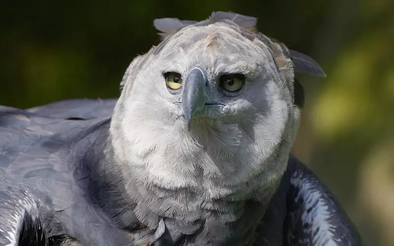 Importance Of Harpy Eagle