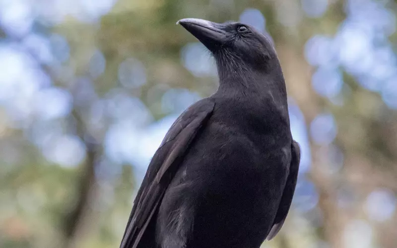 Importance Of Hawaiian Crow