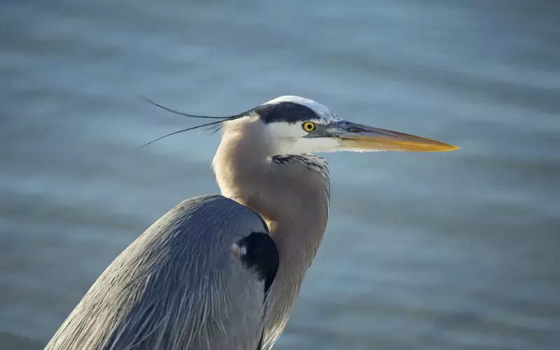 Importance Of Heron