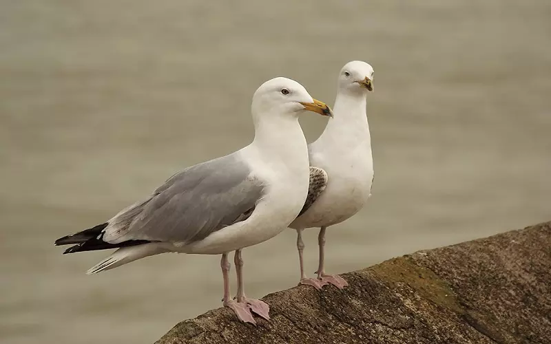 Importance Of Herring Gull