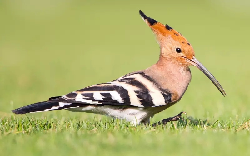 Importance Of Hoopoe