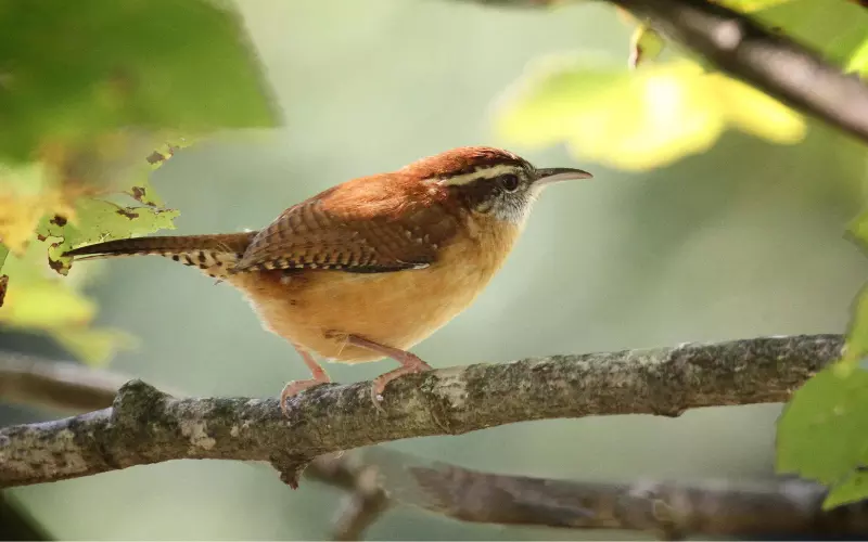 Importance Of House Wren