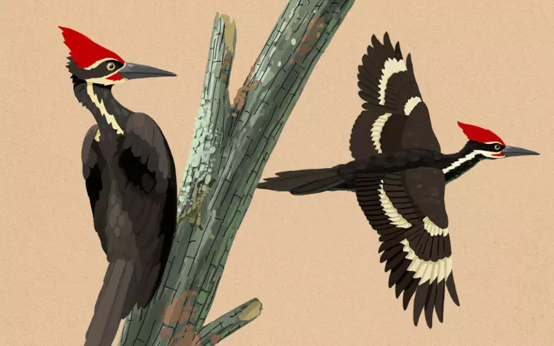 Importance Of Ivory-Billed Woodpecker