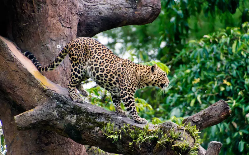 Importance Of Javan Leopard