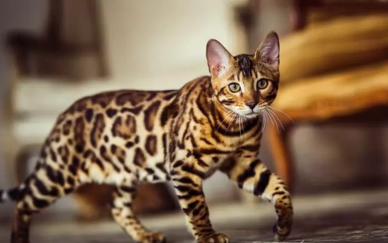 Importance Of Leopard Cat