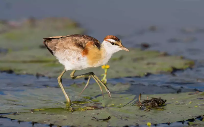 Importance Of Lesser Jacana