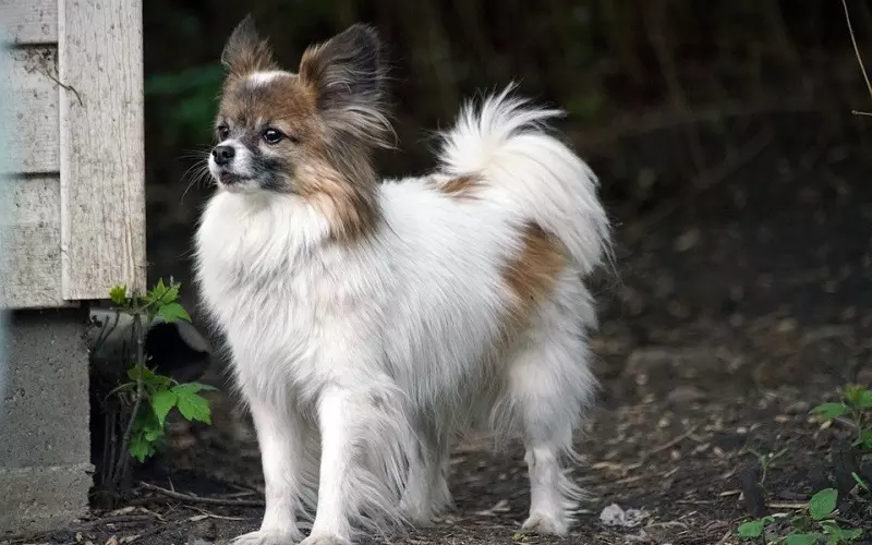 Importance Of Papillon Mix