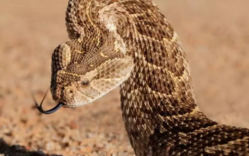 Importance Of Puff Adder