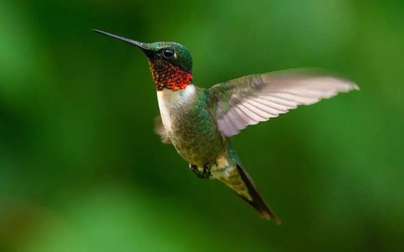 Importance Of Ruby-Throated Hummingbird