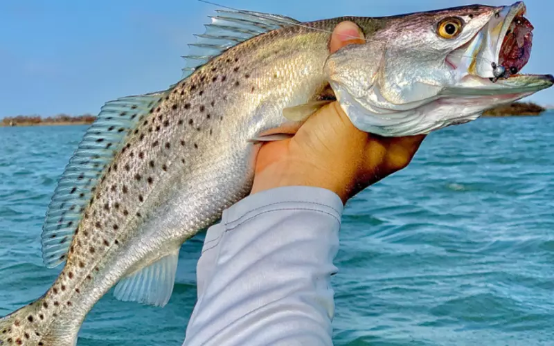 Importance Of Speckled Trout