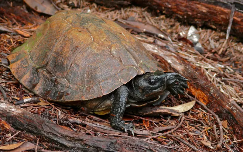 Importance Of Spiny Hill Turtle