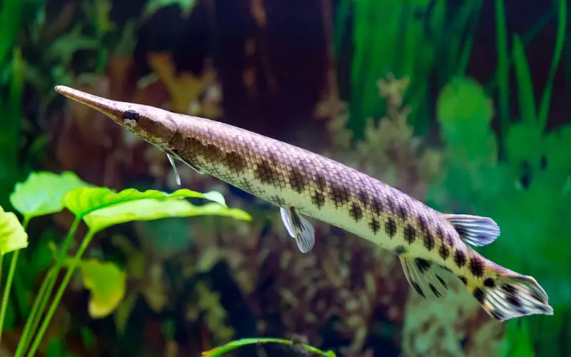 Importance Of Spotted Gar