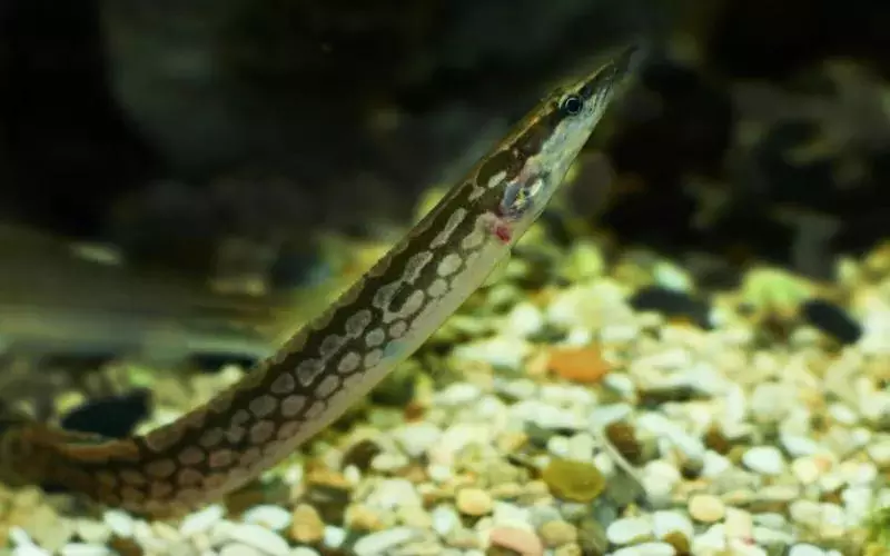 Importance Of Tire Track Eel