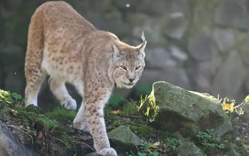 Importance of Balkan Lynx