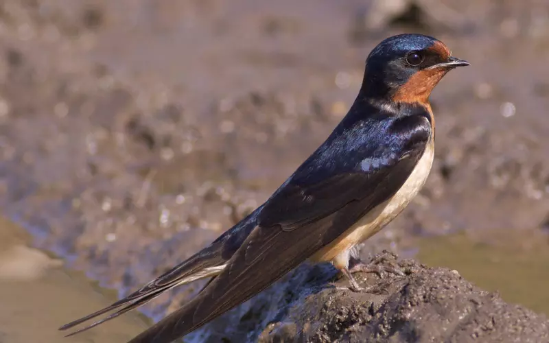 Importance of Barn Swallow