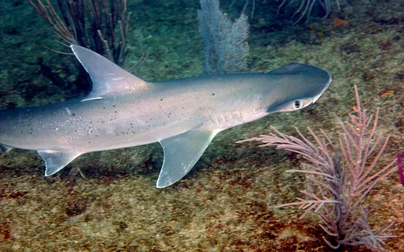 Importance of Bonnethead Shark