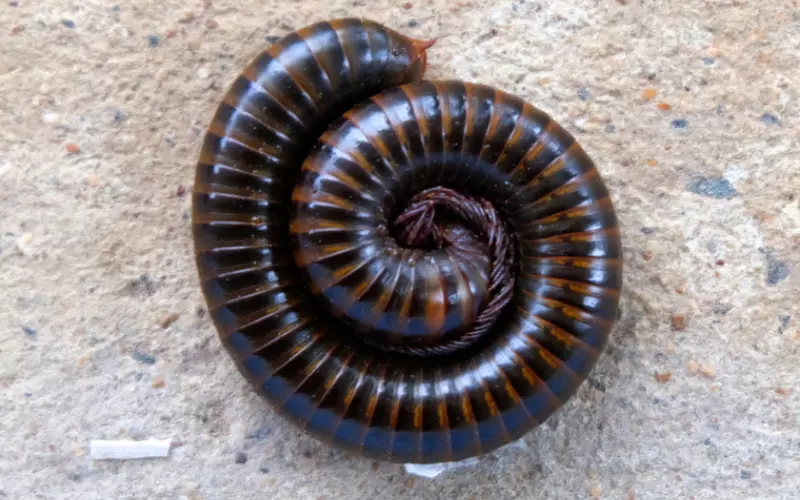 Importance of Millipede