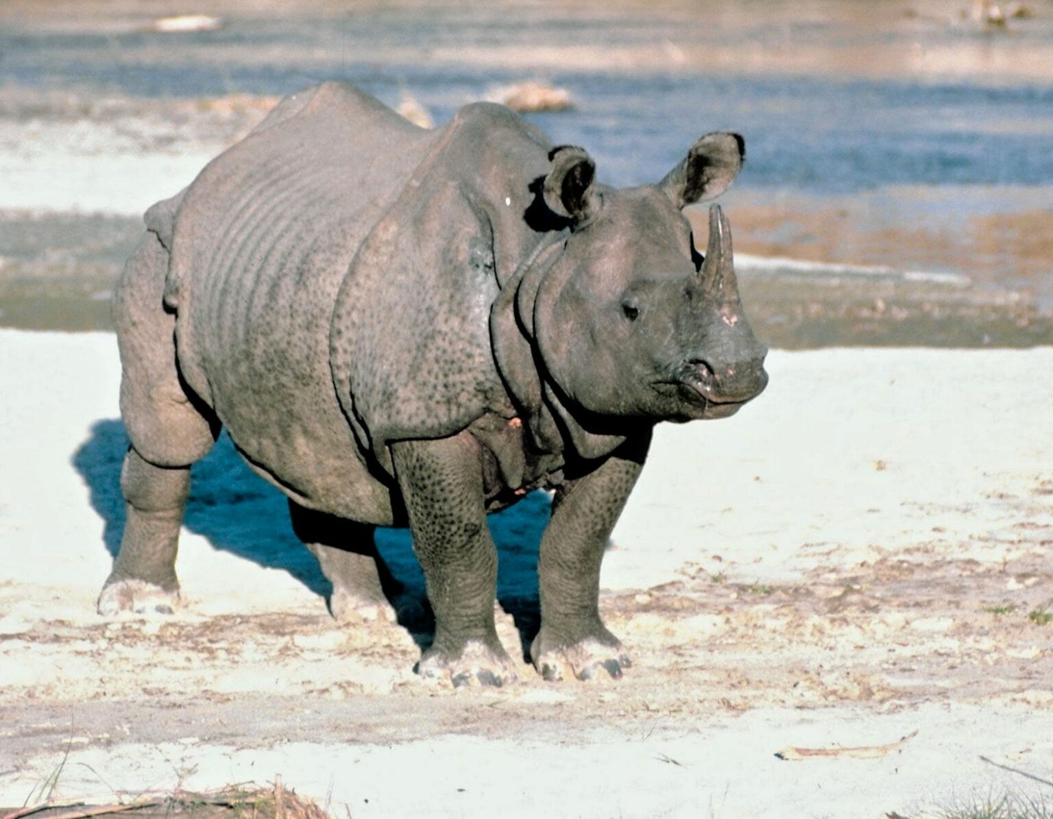 Indian Rhinoceros: History, Facts, Size, Habitat, Classification & Much