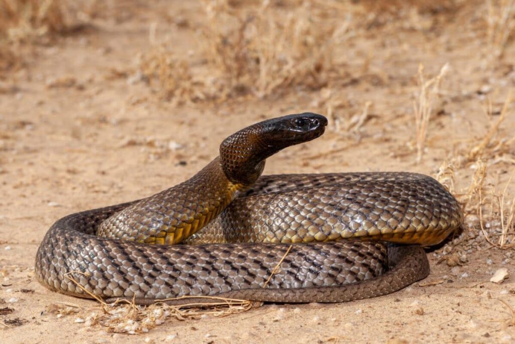 Inland Taipan: History, Facts, Size, Habitat, Classification & Much ...