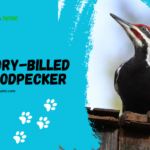 Ivory-billed woodpecker